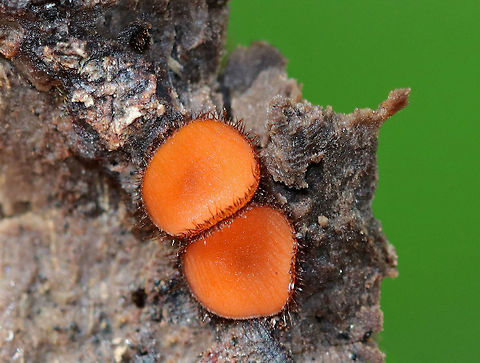 Molly Eye-Winker - Scutellinia scutellata Tiny, stalkless, orange cup fungi that were 3-5 mm in size. The outer edges of the fruiting bodies were covered with a fringe of long, dark hairs that resemble eyelashes. 

Habitat: They were growing in a small cluster on rotting wood.

Notes: I have no idea why the background was so green?!
https://www.jungledragon.com/image/72361/molly_eye-winker_-_scutellinia_scutellata.html Eyelash cup,Scutellinia scutellata