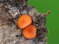 Molly Eye-Winker - Scutellinia scutellata Tiny, stalkless, orange cup fungi that were 3-5 mm in size. The outer edges of the fruiting bodies were covered with a fringe of long, dark hairs that resemble eyelashes. <br />
<br />
Habitat: They were growing in a small cluster on rotting wood.<br />
<br />
Notes: I have no idea why the background was so green?!<br />
https://www.jungledragon.com/image/72361/molly_eye-winker_-_scutellinia_scutellata.html Eyelash cup,Scutellinia scutellata