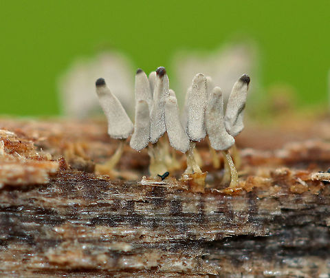 Arcyria cinerea Tiny gray slime mold that was growing in clusters on rotting wood.
https://www.jungledragon.com/image/72376/arcyria_cinerea.html Arcyria,Arcyria cinerea,Geotagged,Summer,United States,slime mold