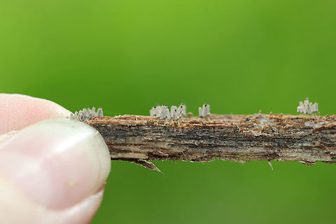 Arcyria cinerea Tiny gray slime mold that was growing in clusters on rotting wood.
https://www.jungledragon.com/image/72375/arcyria_cinerea.html Arcyria cinerea,Geotagged,Summer,United States,slime mold