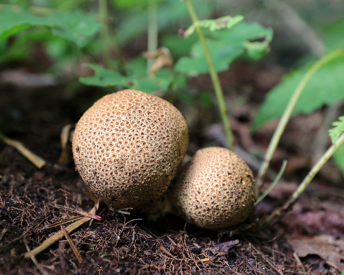 Pigskin Poison Puffball - Scleroderma citrinum <br />
Scaly, hard, yellowish-brown puffball. Inside, the spore mass was mostly black with a gooey, brown area.<br />
<br />
Habitat: Growing on the ground at the edge of a mixed forest. Common Earthball,Geotagged,Scleroderma citrinum,Summer,United States,pigskin poison puffball,puffball,scleroderma