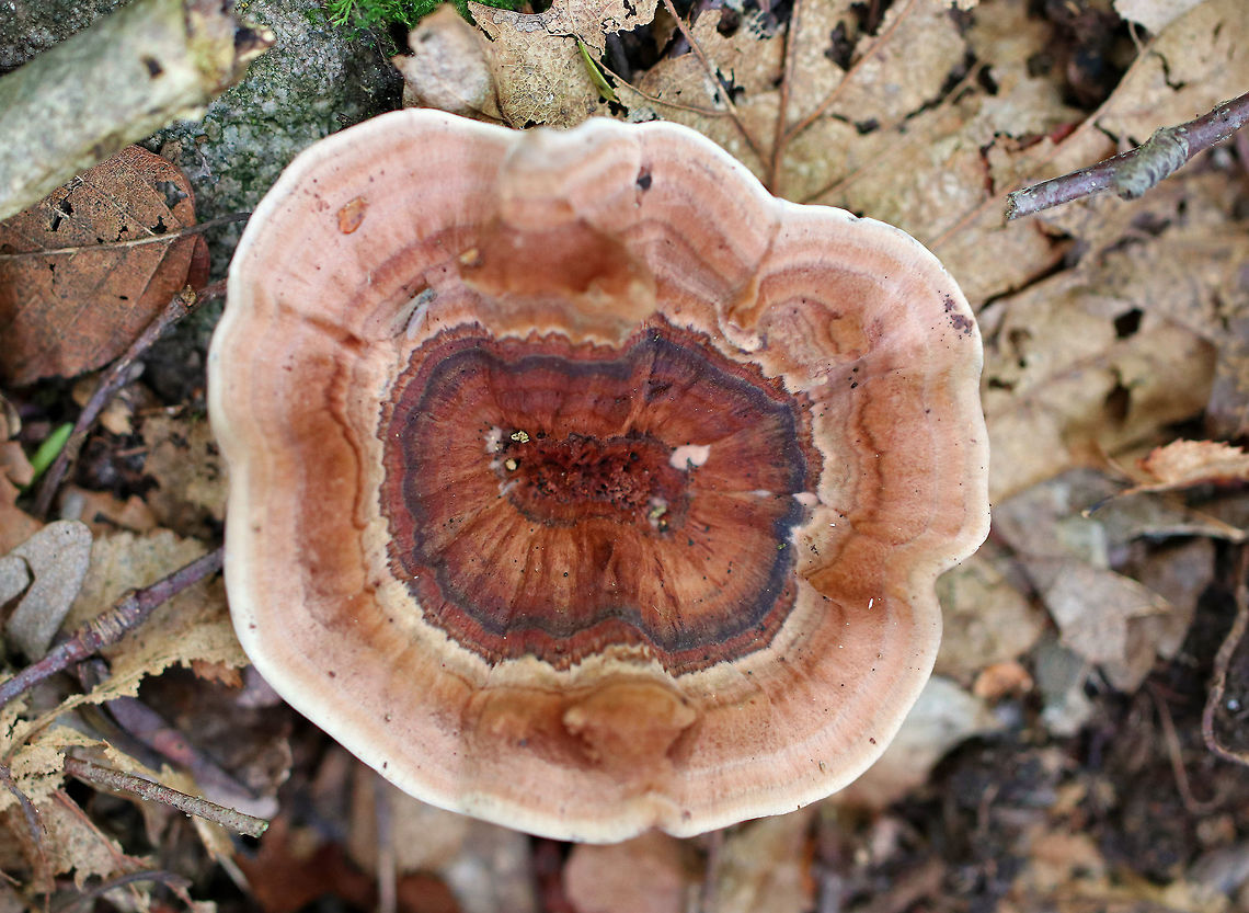 Hydnellum concrescens Flat cap with centrally depressed ridges. It was finely velvety and pinkish-brown in color with a whitish/cream margin. Short spines ran down the undersurface and stem. <br />
<br />
Habitat: Growing on the ground in a deciduous forest. Geotagged,Hydnellum concrescens,Summer,United States