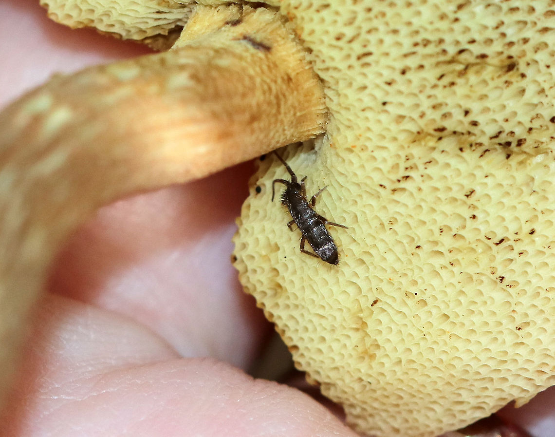 Orchesella villosa There seems to be some variability in this species - some appear darker than others. This one had a faint pattern on its body, but was dark overall.<br />
<br />
Habitat: On a mushroom in a mosquito-infested coastal forest. Collembola,Geotagged,Orchesella,Orchesella villosa,Summer,United States,springtail