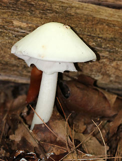 White American star-footed Amanita - Amanita aestivalis Habitat: Growing next to rotting wood in a mixed forest with mostly oak and pine.
https://www.jungledragon.com/image/72390/white_american_star-footed_amanita_-_amanita_aestivalis.html
https://www.jungledragon.com/image/72389/white_american_star-footed_amanita_-_amanita_aestivalis.html Amanita aestivalis,Geotagged,Summer,United States,amanita,mushroom,white,white American star-footed Amanita,white mushroom