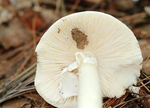 White American star-footed Amanita - Amanita aestivalis Habitat: Growing next to rotting wood in a mixed forest with mostly oak and pine.
https://www.jungledragon.com/image/72388/white_american_star-footed_amanita_-_amanita_aestivalis.html
https://www.jungledragon.com/image/72390/white_american_star-footed_amanita_-_amanita_aestivalis.html Amanita aestivalis,Geotagged,Summer,United States,White American star-footed Amanita,amanita