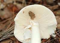 White American star-footed Amanita - Amanita aestivalis Habitat: Growing next to rotting wood in a mixed forest with mostly oak and pine.<br />
https://www.jungledragon.com/image/72388/white_american_star-footed_amanita_-_amanita_aestivalis.html<br />
https://www.jungledragon.com/image/72390/white_american_star-footed_amanita_-_amanita_aestivalis.html Amanita aestivalis,Geotagged,Summer,United States,White American star-footed Amanita,amanita