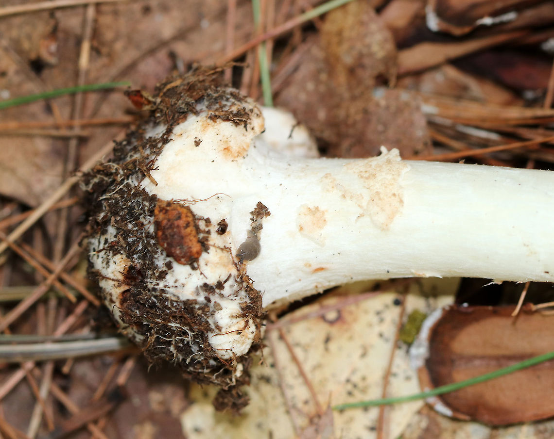 White American star-footed Amanita - Amanita aestivalis Habitat: Growing next to rotting wood in a mixed forest with mostly oak and pine.<br />
<figure class="photo"><a href="https://www.jungledragon.com/image/72388/white_american_star-footed_amanita_-_amanita_aestivalis.html" title="White American star-footed Amanita - Amanita aestivalis"><img src="https://s3.amazonaws.com/media.jungledragon.com/images/3232/72388_thumb.jpg?AWSAccessKeyId=05GMT0V3GWVNE7GGM1R2&Expires=1769040010&Signature=3z5yEbRD4%2FHRDYmH5%2FilIx90Qh0%3D" width="116" height="152" alt="White American star-footed Amanita - Amanita aestivalis Habitat: Growing next to rotting wood in a mixed forest with mostly oak and pine.<br />
https://www.jungledragon.com/image/72390/white_american_star-footed_amanita_-_amanita_aestivalis.html<br />
https://www.jungledragon.com/image/72389/white_american_star-footed_amanita_-_amanita_aestivalis.html Amanita aestivalis,Geotagged,Summer,United States,amanita,mushroom,white,white American star-footed Amanita,white mushroom" /></a></figure><br />
<figure class="photo"><a href="https://www.jungledragon.com/image/72389/white_american_star-footed_amanita_-_amanita_aestivalis.html" title="White American star-footed Amanita - Amanita aestivalis"><img src="https://s3.amazonaws.com/media.jungledragon.com/images/3232/72389_thumb.jpg?AWSAccessKeyId=05GMT0V3GWVNE7GGM1R2&Expires=1769040010&Signature=VAt6FCh7PXkLCZLDmBKUfvMGogQ%3D" width="200" height="146" alt="White American star-footed Amanita - Amanita aestivalis Habitat: Growing next to rotting wood in a mixed forest with mostly oak and pine.<br />
https://www.jungledragon.com/image/72388/white_american_star-footed_amanita_-_amanita_aestivalis.html<br />
https://www.jungledragon.com/image/72390/white_american_star-footed_amanita_-_amanita_aestivalis.html Amanita aestivalis,Geotagged,Summer,United States,White American star-footed Amanita,amanita" /></a></figure> Amanita aestivalis,Geotagged,Summer,United States