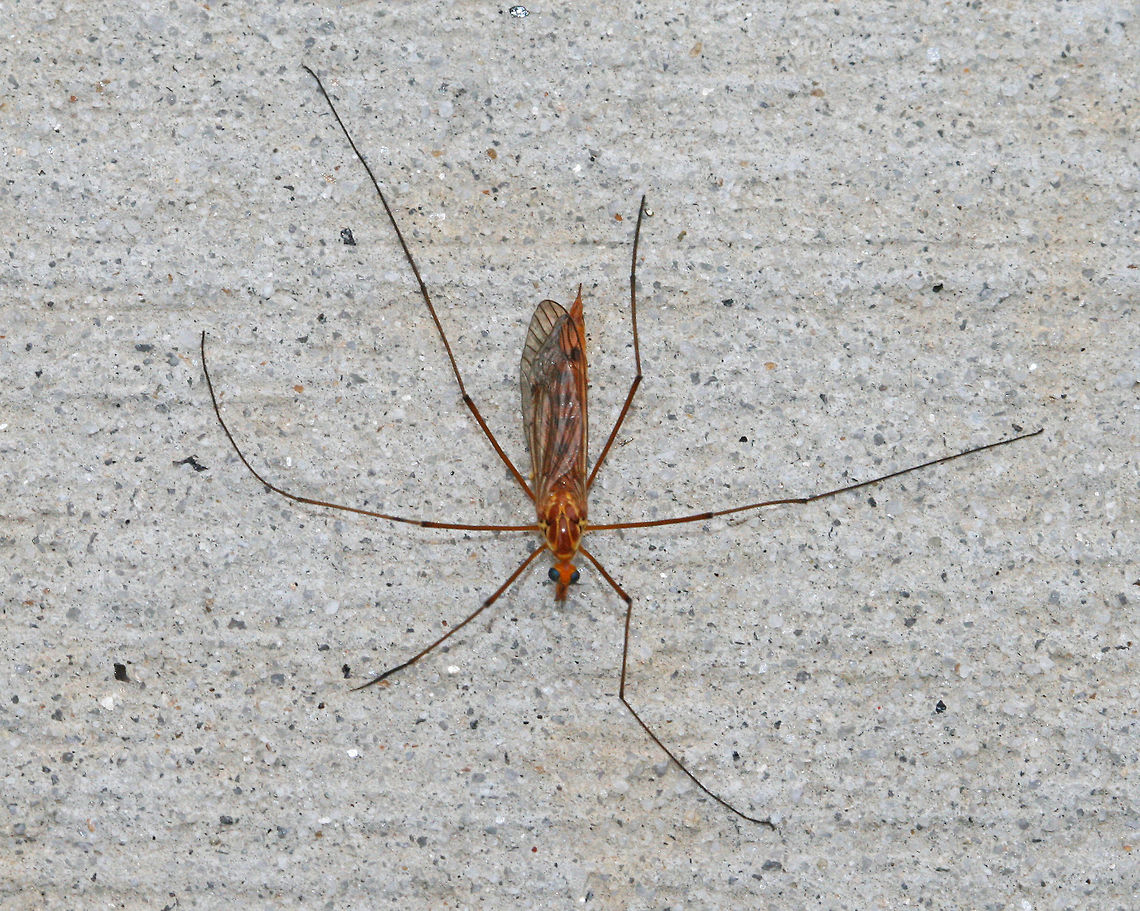 Tiger Crane Fly - Nephrotoma ferruginea Large crane fly with shiny, orange thorax, dark antennae, and a variable pattern.<br />
<br />
Habitat: Rural area Geotagged,Nephrotoma ferruginea,Summer,United States,crane fly,diptera,ferruginea,fly,tiger crane fly