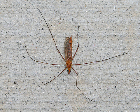 Tiger Crane Fly - Nephrotoma ferruginea Large crane fly with shiny, orange thorax, dark antennae, and a variable pattern.

Habitat: Rural area Geotagged,Nephrotoma ferruginea,Summer,United States,crane fly,diptera,ferruginea,fly,tiger crane fly