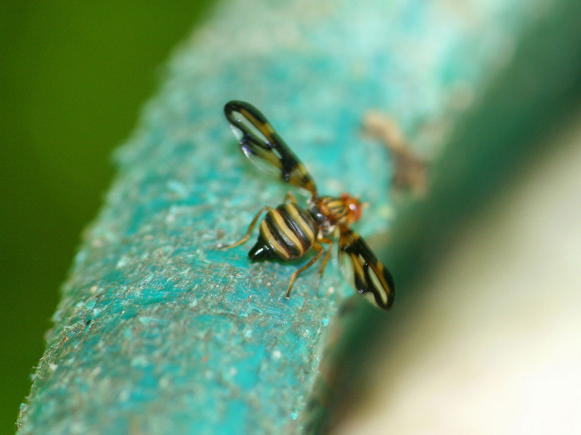 Picture-winged Fly - Idana marginata Sorry for the hideous quality of this shot, but I&#039;m posting for the sake of documentation.<br />
<br />
This fly was about 10 mm  long, and is the largest species of ulidiid in eastern North America.<br />
<br />
Habitat: Urbanized walking trail Geotagged,Idana,Idana marginata,Picture-Winged Fly,Spring,United States,fly,marginata