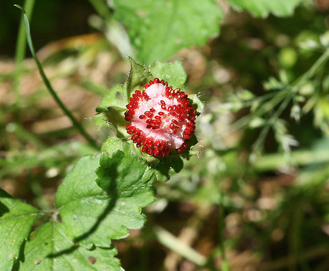 Indian Strawberry - Duchesnea indica This plant has red berries that resemble strawberries and have their seeds on the outside.  They have a very bland flavor.

Habitat: Growing along a hiking trail in a disturbed area. Duchesnea indica,Geotagged,Mock Strawberry,Mock strawberry,Potentilla indica,Spring,United States,indian strawberry