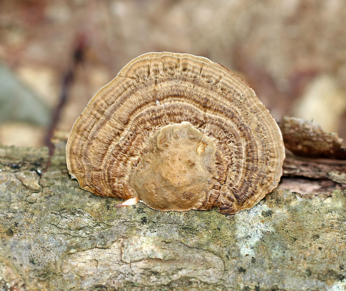 Thin Walled Maze Polypore - Daedaleopsis confragosa Thin cap with bumpy zones of white, brown, and tan colors. The pore surface, which had elongated, maze-like pores, bruised when I pressed on it. <br />
<br />
Habitat: Growing on a fallen tree in a mostly coniferous (but with some hardwood) forest. Daedaleopsis confragosa,Geotagged,Summer,Thin walled maze polypore,United States