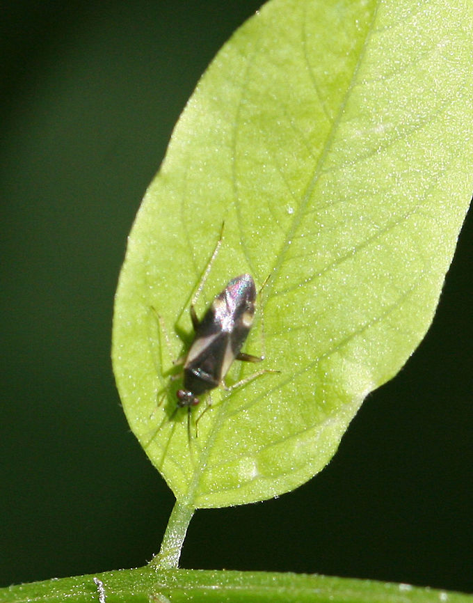 Plant Bug - Fulvius slateri Approximately 3-4 mm long.<br />
<br />
Habitat: Hiking trail in a disturbed area Fulvius slateri,Geotagged,Miridae,Spring,United States,bug,plant bug,slateri