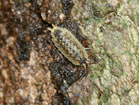 Painted Woodlouse - Porcellio spinicornis This woodlouse had unusual coloration - it was light-colored and pale yellow/tan.

Habitat: Disturbed woodland habitat Geotagged,Porcellio,Porcellio spinicornis,Porcellionidae,Spring,United States,woodlouse