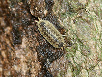 Painted Woodlouse - Porcellio spinicornis This woodlouse had unusual coloration - it was light-colored and pale yellow/tan.<br />
<br />
Habitat: Disturbed woodland habitat Geotagged,Porcellio,Porcellio spinicornis,Porcellionidae,Spring,United States,woodlouse