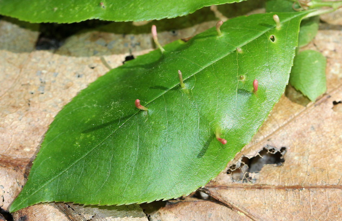 Finger Galls - Eriophyes cerasicrumena These galls are made by tiny mites on black cherry (Prunus serotina).<br />
<br />
Habitat: Disturbed forest woodland Eriophyes,Eriophyes cerasicrumena,Geotagged,Prunus serotina,Spring,United States,black cherry,finger galls,galls