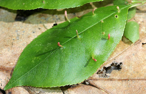 Finger Galls - Eriophyes cerasicrumena These galls are made by tiny mites on black cherry (Prunus serotina).

Habitat: Disturbed forest woodland Eriophyes,Eriophyes cerasicrumena,Geotagged,Prunus serotina,Spring,United States,black cherry,finger galls,galls