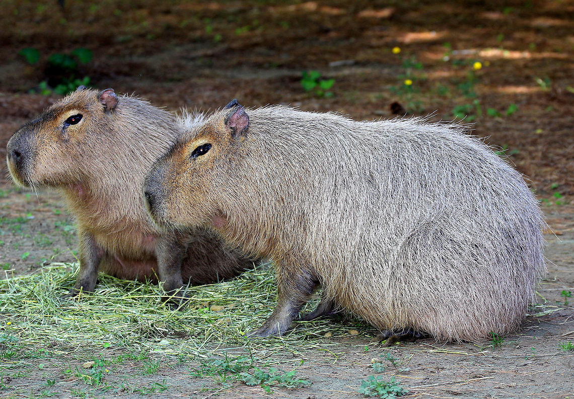Capybara - Hydrochoerus hydrochaeris The largest rodents in the world :)<br />
<br />
Habitat: Southwick Zoo, Massachusetts Capybara,Geotagged,Hydrochoerus hydrochaeris,Spring,United States,captive animal,zoo