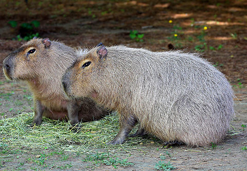 Capybara - Hydrochoerus hydrochaeris The largest rodents in the world :)

Habitat: Southwick Zoo, Massachusetts Capybara,Geotagged,Hydrochoerus hydrochaeris,Spring,United States,captive animal,zoo