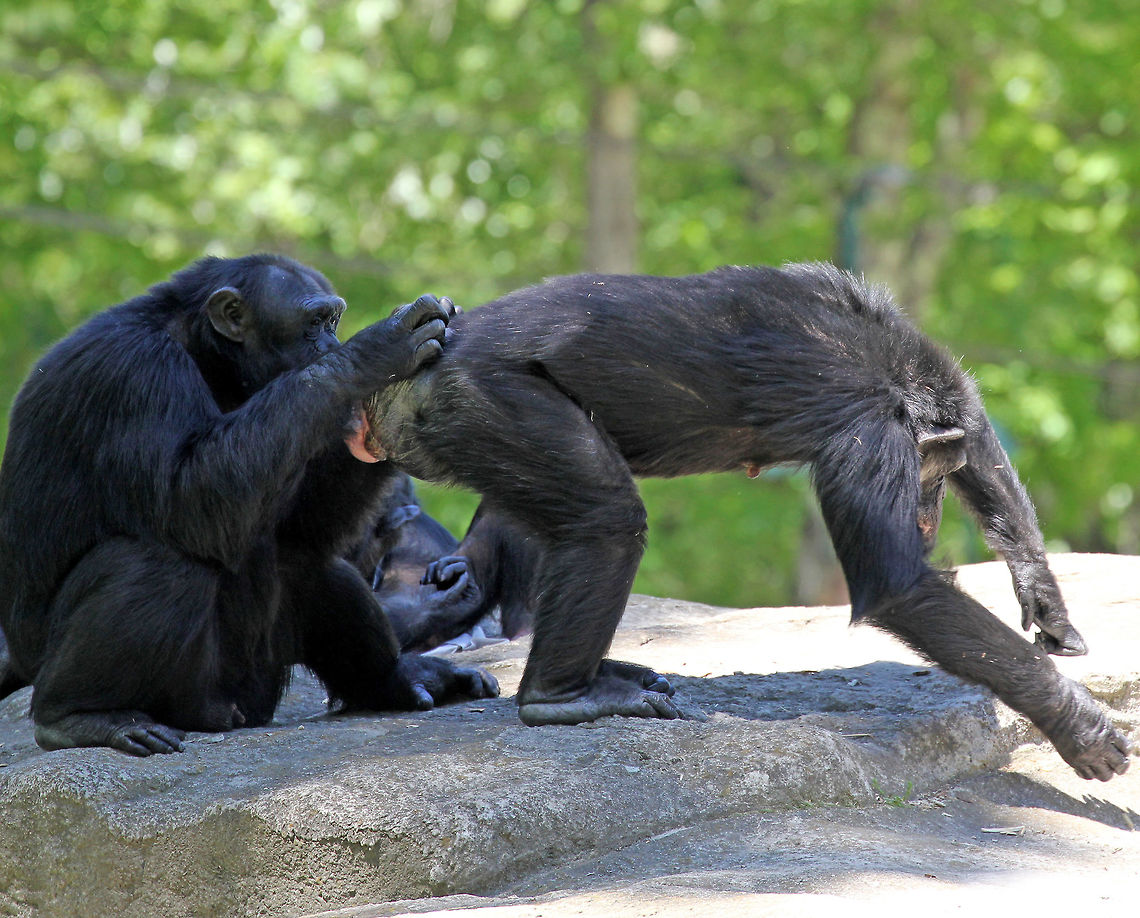 Common Chimpanzee - Pan troglodytes I don&#039;t know what they were doing, but it seemed important.<br />
<br />
Habitat: Southwick Zoo, Massachusetts Common chimpanzee,Geotagged,Pan troglodytes,Spring,United States,captive animals,chimpanzee,pan,zoo