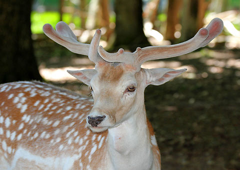 Fallow Deer - Dama dama These deer roam free throughout an enclosed forested area at this zoo. 

Habitat: Southwick Zoo, Massachusetts Dama dama,Fallow Deer,Geotagged,Spring,United States,captive animal,dama,deer,zoo