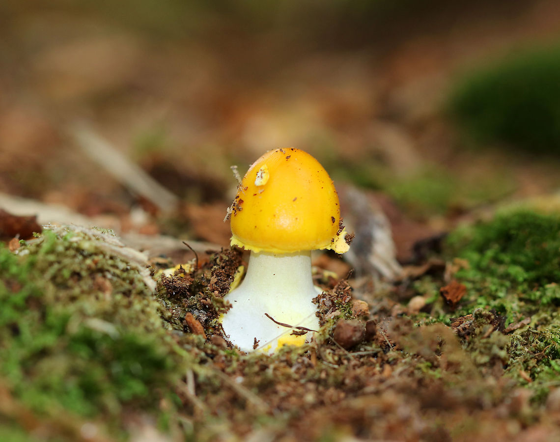 Amanita flavoconia Bright yellow cap with a couple patches. White stem with yellow bits of volva on the base. The gills were white/cream, crowded, and free. They were covered in a pale yellow membrane. <br />
<br />
Habitat: Growing alone, on the ground, in a mixed forest with mostly pine and oak. Amanita flavoconia,Geotagged,Summer,United States,Yellow-dust Amanita,amanita,mushroom