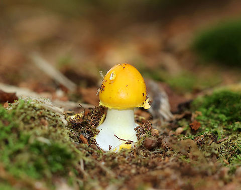 Amanita flavoconia Bright yellow cap with a couple patches. White stem with yellow bits of volva on the base. The gills were white/cream, crowded, and free. They were covered in a pale yellow membrane. 

Habitat: Growing alone, on the ground, in a mixed forest with mostly pine and oak. Amanita flavoconia,Geotagged,Summer,United States,Yellow-dust Amanita,amanita,mushroom