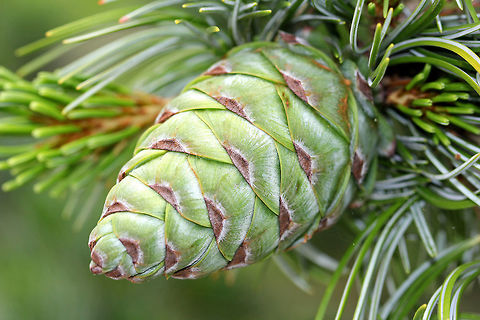 Spruce(?) Cone - Picea sp. I've been trying to figure out what kind of cone this is. I think spruce because the needles were four-sided and had whitish stripes. The cones grow to be around 5-8 cm tall. 

Can anyone confirm that this is spruce; or, does anyone know the species?

Habitat: Planted in a suburban landscape. Geotagged,Summer,United States,cone,conifer,picea,pine cone,spruce