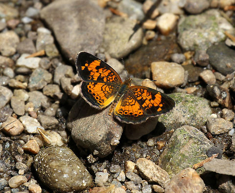 Pearl Crescent - Phyciodes tharos Pattern is quite variable. I've never noticed the bright yellow  on the inside edge of the hindwings before though.  Males usually have black antennal knobs. Upperside is orange with black borders; postmedian and submarginal areas are crossed by fine black marks.

Habitat: Stream side Geotagged,Pearl Crescent,Phyciodes tharos,Summer,United States,butterfly,phyciodes