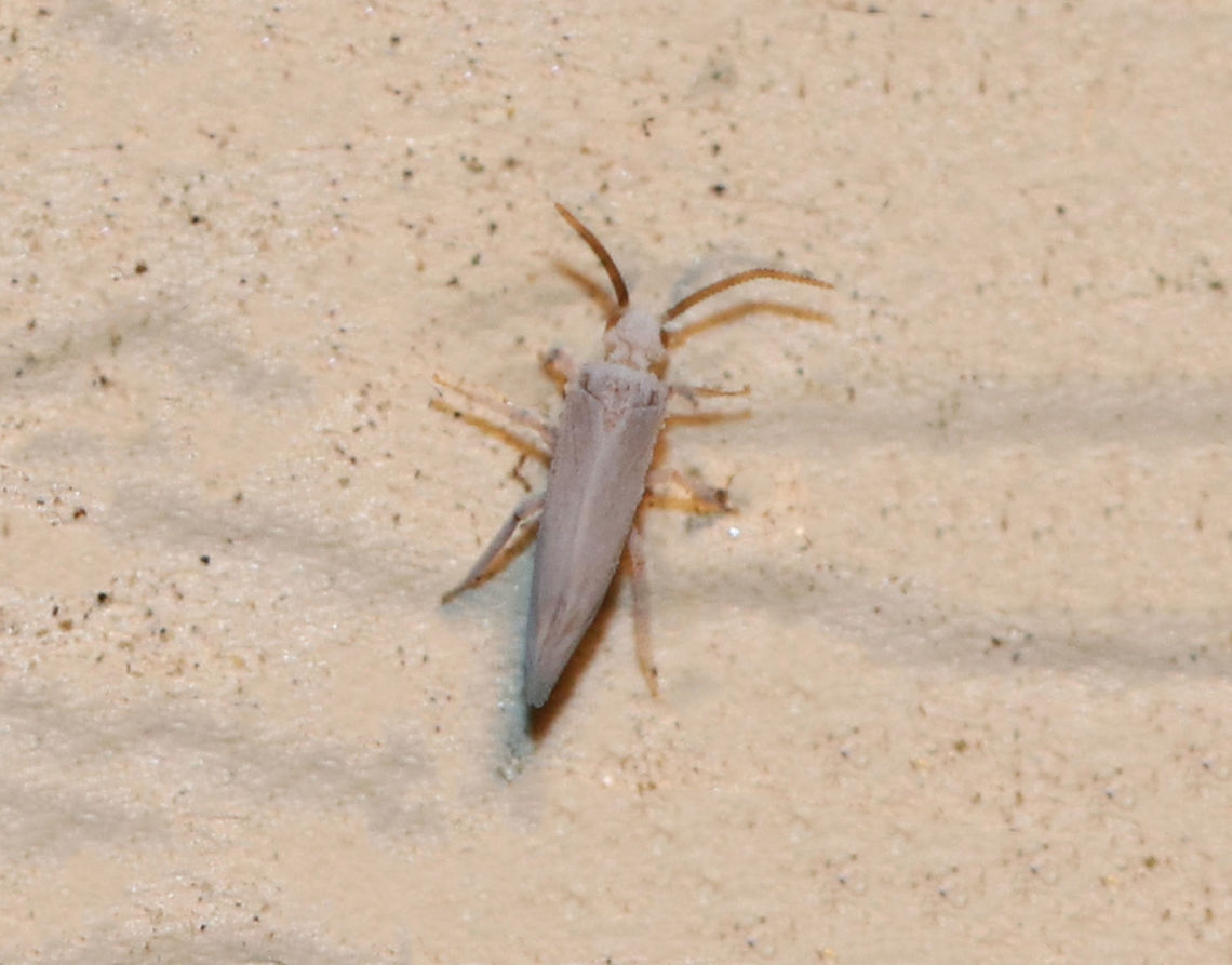 Dustywing - Family Coniopterygidae This tiny (2-3 mm long) insect was attracted to my moth light last summer. It was dingy-white/waxy with reddish eyes, and it held its wings tent-like.<br />
<br />
Habitat: Rural area at night Coniopterygidae,Dustywing,Geotagged,Summer,United States,insect,neuroptera,waxy lacewing