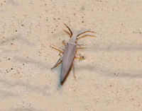 Dustywing - Family Coniopterygidae This tiny (2-3 mm long) insect was attracted to my moth light last summer. It was dingy-white/waxy with reddish eyes, and it held its wings tent-like.<br />
<br />
Habitat: Rural area at night Coniopterygidae,Dustywing,Geotagged,Summer,United States,insect,neuroptera,waxy lacewing