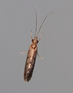 Caddisfly - Trichoptera Habitat: Attracted to a moth light at night
https://www.jungledragon.com/image/72484/caddisfly_-_trichoptera.html Geotagged,Summer,United States,caddisfly,trichoptera