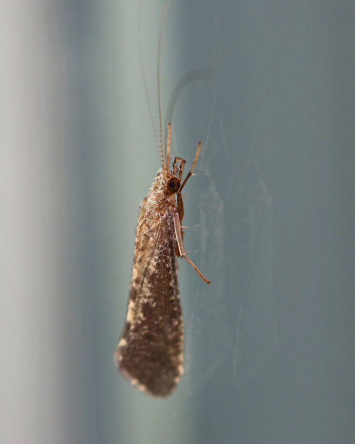 Caddisfly - Trichoptera Habitat: Attracted to a moth light at night<br />
<figure class="photo"><a href="https://www.jungledragon.com/image/72483/caddisfly_-_trichoptera.html" title="Caddisfly - Trichoptera"><img src="https://s3.amazonaws.com/media.jungledragon.com/images/3232/72483_thumb.jpg?AWSAccessKeyId=05GMT0V3GWVNE7GGM1R2&Expires=1759968010&Signature=BKV3eH8rrsxADJLrWpdcErW6Irw%3D" width="120" height="152" alt="Caddisfly - Trichoptera Habitat: Attracted to a moth light at night<br />
https://www.jungledragon.com/image/72484/caddisfly_-_trichoptera.html Geotagged,Summer,United States,caddisfly,trichoptera" /></a></figure> Geotagged,Summer,United States,caddisfly,trichoptera