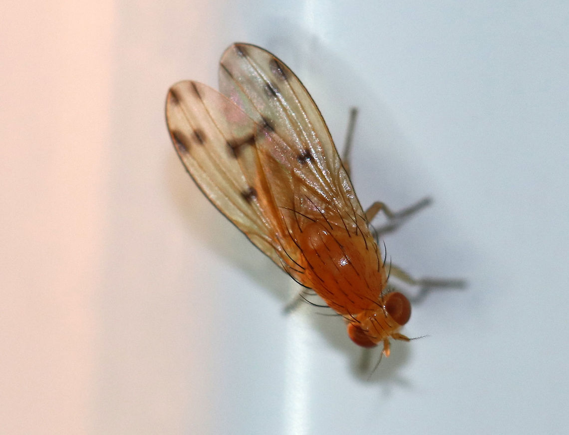 Geomyza balachowskyi Habitat: Attracted to a moth light at night Geomyza,Geomyza balachowskyi,Geotagged,Summer,United States,diptera,fly