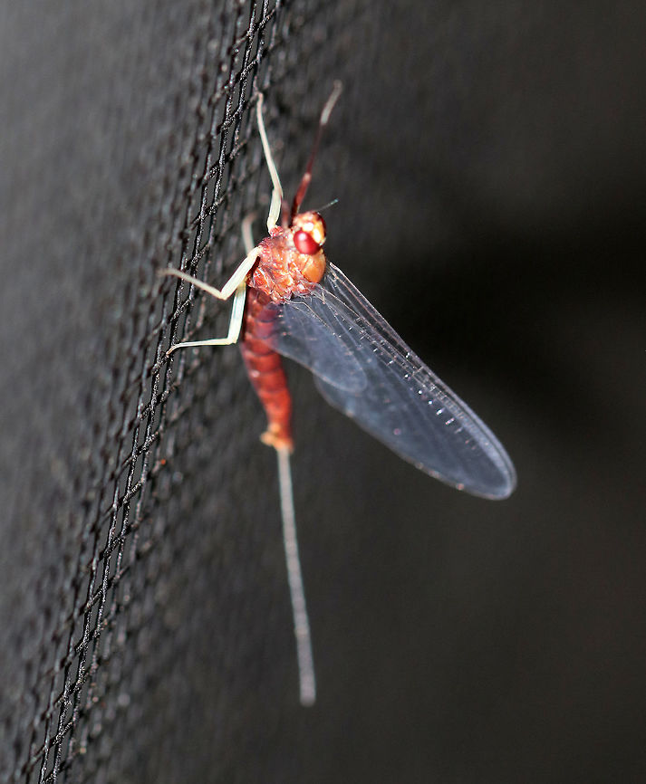 Mayfly - Isonychia rufa Habitat: Attracted to a moth light at night Geotagged,Isonychia,Isonychia rufa,Summer,United States,mayfly,rufa