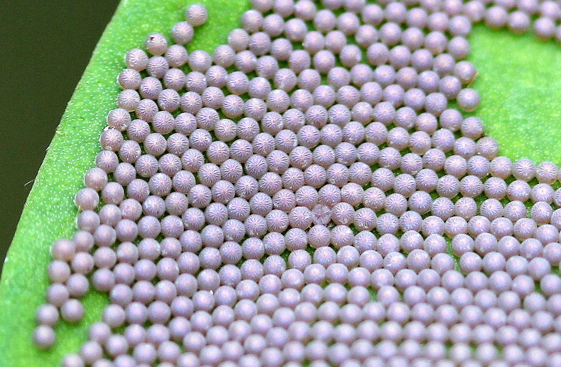 Noctua pronuba Eggs Tiny, silver-gray eggs found on a leaf in a rural backyard<br />
<figure class="photo"><a href="https://www.jungledragon.com/image/72490/noctua_pronuba_eggs.html" title="Noctua pronuba Eggs"><img src="https://s3.amazonaws.com/media.jungledragon.com/images/3232/72490_thumb.jpg?AWSAccessKeyId=05GMT0V3GWVNE7GGM1R2&Expires=1763596810&Signature=vw2aT6FJqO5VO4I3adk7oXCc0ZE%3D" width="200" height="132" alt="Noctua pronuba Eggs Tiny, silver-gray eggs found on a leaf in a rural backyard<br />
https://www.jungledragon.com/image/72489/noctua_pronuba_eggs.html Geotagged,Large yellow underwing,Noctua pronuba,Summer,United States" /></a></figure> Geotagged,Large yellow underwing,Noctua,Noctua pronuba,Noctua pronuba eggs,Summer,United States,eggs,moth eggs