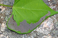 Noctua pronuba Eggs Tiny, silver-gray eggs found on a leaf in a rural backyard<br />
https://www.jungledragon.com/image/72489/noctua_pronuba_eggs.html Geotagged,Large yellow underwing,Noctua pronuba,Summer,United States