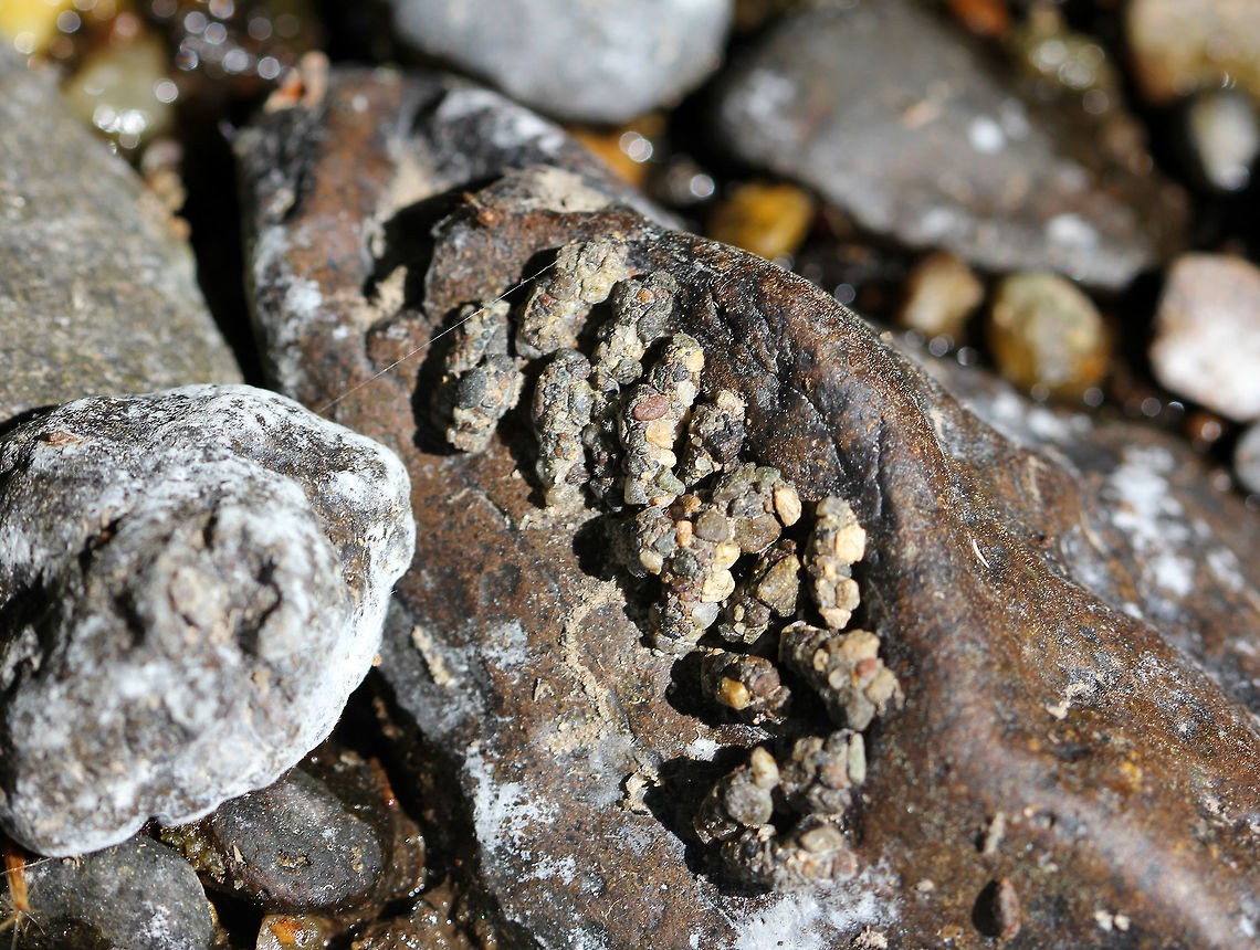 Caddisfly Larvae Cases - Order Trichoptera I found these cases attached to a rock in a river bed that had dried up due to lack of rain. Case-making caddisflies build their cases out of silk, rocks, and sand. The cases are open on both ends to allow water to flow through.<br />
<br />
Habitat: Dry river bed Geotagged,Spring,United States,caddisfly cases,caddisfly larvae cases,cases,larval cases,trichoptera