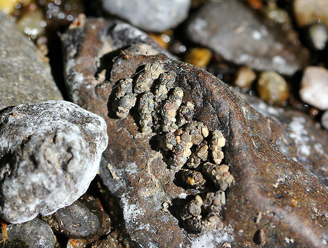 Caddisfly Larvae Cases - Order Trichoptera I found these cases attached to a rock in a river bed that had dried up due to lack of rain. Case-making caddisflies build their cases out of silk, rocks, and sand. The cases are open on both ends to allow water to flow through.
Habitat: Dry river bed Geotagged,Spring,United States,caddisfly cases,caddisfly larvae cases,cases,larval cases,trichoptera