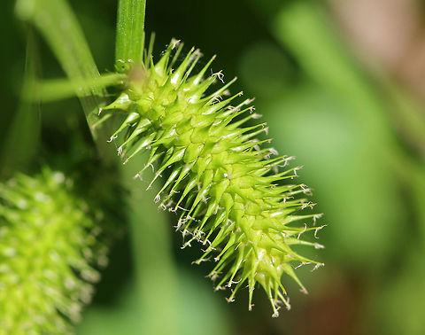 Carex lurida? Habitat: Disturbed area next to a small woodland pond Carex,Carex lurida,Geotagged,Sallow Sedge,Spring,United States