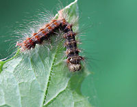 Lymantria Dispar Multicapsid Nuclear Polyhedrosis Virus (LdMNPV) This virus is a naturally occurring virus specific to gypsy moth caterpillars (Lymantria dispar). It spreads like the common cold and is effective at reducing high-density gypsy moth populations. The virus is always present in<br />
gypsy moth populations and can be transmitted from a female moth to her offspring. It spreads naturally<br />
through the gypsy moth population, especially when caterpillars are abundant. During a gypsy moth outbreak, caterpillars become more susceptible to this virus because they are stressed from competing with<br />
one another for food and space. NPV is especially important during gypsy moth outbreaks in North America. <br />
<br />
Caterpillars killed by the NPV disease hang in an upside down V shape. Their bodies liquefy and rapidly disintegrate.<br />
<br />
Taxonomy: <br />
Superkingdom Viruses<br />
No classification - dsDNA viruses, no RNA stage<br />
Family - Baculoviridae<br />
Genus - Alphabaculovirus<br />
Species - Lymantria dispar multicapsid nuclear polyhedrosis virus<br />
<br />
Habitat: Found dangling from a leaf in a deciduous forest Geotagged,Gypchek,LdMNPV,Lymantria Dispar Multicapsid Nuclear Polyhedrosis Virus,Lymantria dispar multicapsid nuclear polyhedrosis virus,NPV,Spring,United States,Wipfelkrankheit,caterpillar,caterpillar virus,gypsy moth nucleopolyhedrosis virus,gypsy moth virus,lymantria,lymantria dispar,lymantria dispar NPV,treetop disease,virus