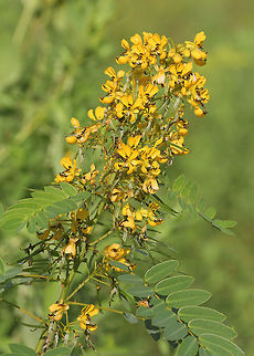 Wild Senna