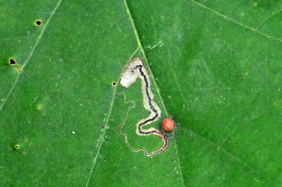 Linear Blotch Mine - Stigmella quercipulchella Linear mine that widens and maintains a central, solid frass line. There&#039;s a gall next to the mine...I don&#039;t think it&#039;s related to the mine.<br />
<br />
Habitat: Red oak leaf (Quercus rubra) Geotagged,Leafminer,Nepticulidae,Nepticulidae gall,Stigmella quercipulchella,Summer,United States,leaf mine,linear blotch mine,mine,moth,moth leaf mine,red oak