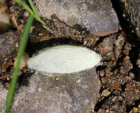 Malacosoma Moth Cocoon This is the cocoon of either Malacosoma disstria or M. americanum. It was empty.

Habitat: On the ground in a deciduous forest next to a river bed. Geotagged,Malacosoma americanum,Malacosoma disstria,Spring,United States,cocoon,malacosoma,moth cocoon