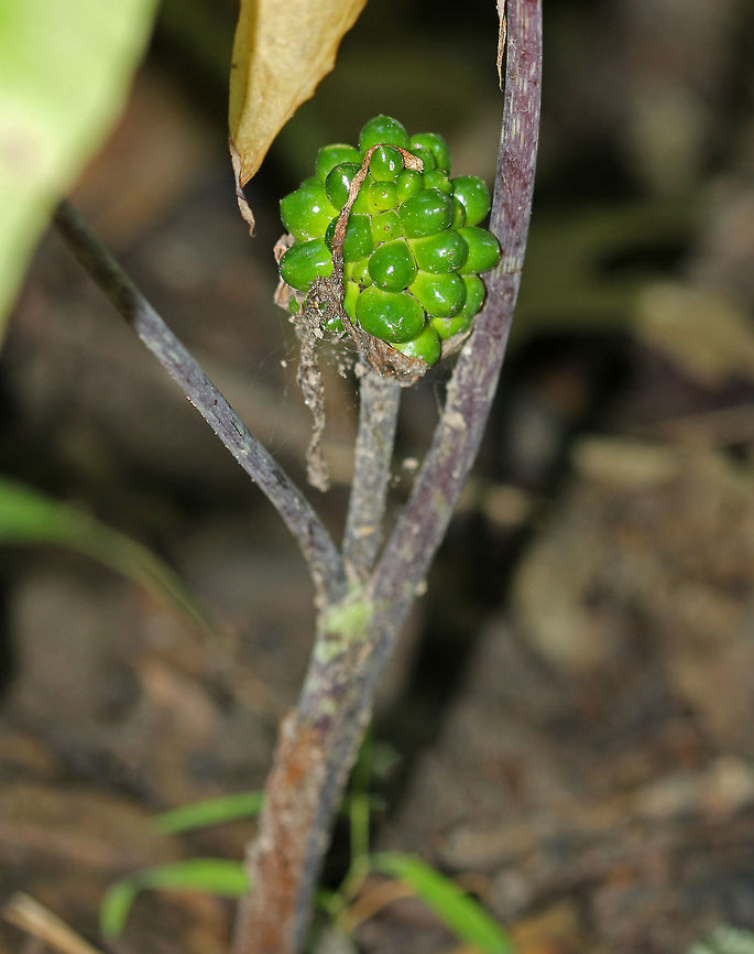 Jack in the Pulpit Fruit - Arisaema triphyllum The fruit of this plant was still green and thus not ripe. They ripen in late summer and fall, turning bright red before the plants go dormant for winter. Each berry produces 1-5 seeds If the seeds are freed from the berry, they will germinate the next spring.<br />
<br />
Habitat: Deciduous forest Arisaema,Arisaema triphyllum,Geotagged,Summer,United States,fruit,jack-in-the-pulpit