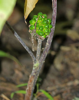 Jack in the Pulpit Fruit - Arisaema triphyllum The fruit of this plant was still green and thus not ripe. They ripen in late summer and fall, turning bright red before the plants go dormant for winter. Each berry produces 1-5 seeds If the seeds are freed from the berry, they will germinate the next spring.

Habitat: Deciduous forest Arisaema,Arisaema triphyllum,Geotagged,Summer,United States,fruit,jack-in-the-pulpit