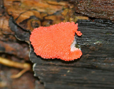Red Raspberry Slime - Tubifera ferruginosa Habitat: Growing on rotting wood in a deciduous forest Geotagged,Red raspberry slime,Summer,Tubifera ferruginosa,United States,slime mold