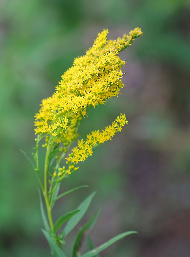 Elliott's Goldenrod - Solidago latissimifolia Habitat: Growing between a forested wetland and a meadow. Elliott's goldenrod,Geotagged,Solidago,Solidago latissimifolia,Summer,United States,goldenrod