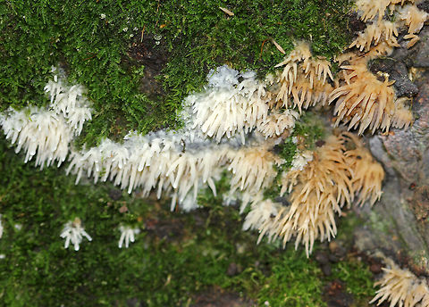 Radulomyces paumanokensis This species was named in 2018. The species name is derived from the Indian name for Long Island, "Paumanoke".

Habitat: Growing on an oak snag Geotagged,Radulomyces,Radulomyces paumanokensis,Summer,United States,fungus,toothed crust fungus