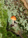 Amanita fulva Amanita with light caramel-colored cap. It had lined margins and some pale spots on the cap. The gills were close with some short gills.<br />
<br />
Habitat: This mushroom was growing alone at the base of a tree in a mixed forest with mostly oak and pine.<br />
https://www.jungledragon.com/image/72561/amanita_sect._vaginatae.html Amanita fulva,Amanita sect. Vaginatae,Amanita section Vaginatae,Geotagged,Summer,United States,amanita,fungus,mushroom